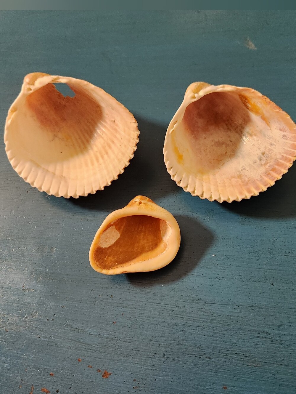 Natural Sea Shell Bundle - Picture 5 of 7